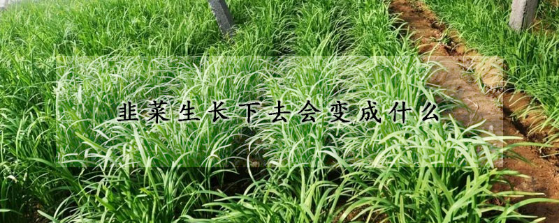 韭菜生長(zhǎng)下去會(huì)變成什么