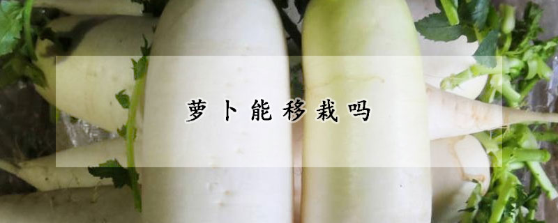 蘿卜能移栽嗎