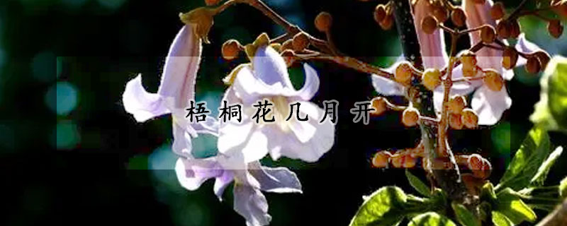 梧桐花幾月開