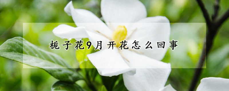 梔子花9月開花怎么回事