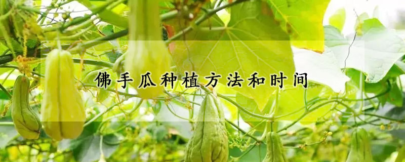 佛手瓜種植方法和時間