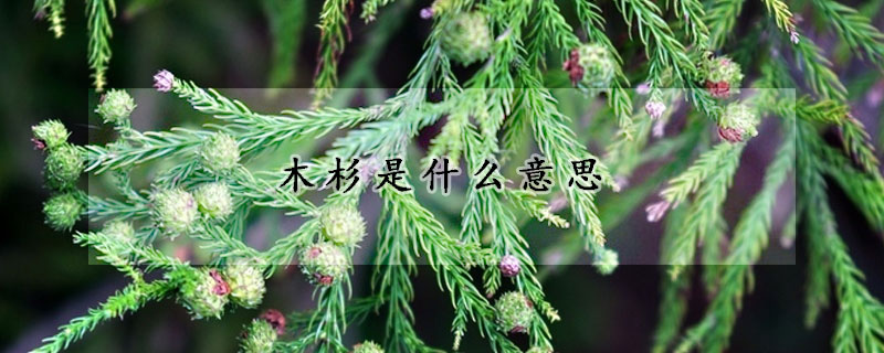 木杉是什么意思