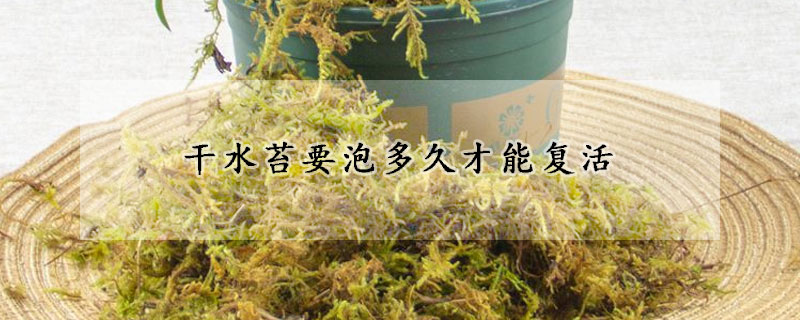 干水苔要泡多久才能復活