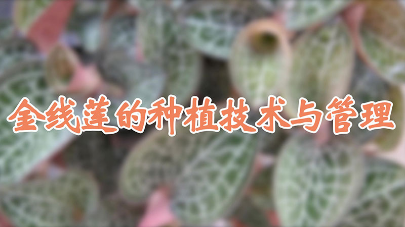 金線蓮的種植技術(shù)與管理