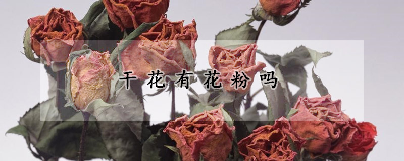 干花有花粉嗎