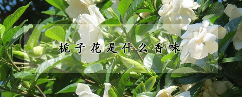 梔子花是什么香味