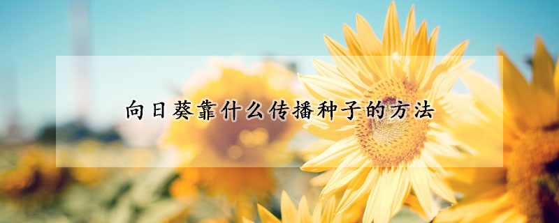 向日葵靠什么傳播種子的方法