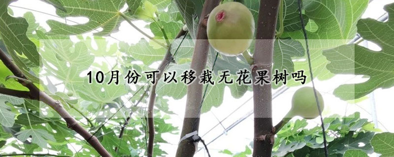 10月份可以移栽無花果樹嗎