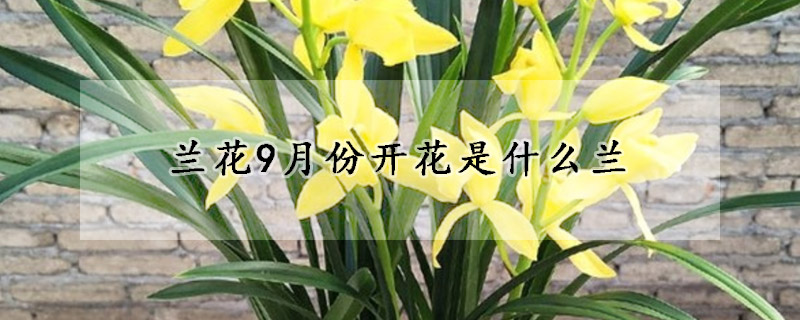 蘭花9月份開花是什么蘭