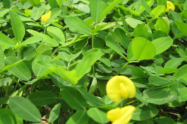 花生高產(chǎn)種植新技術(shù)