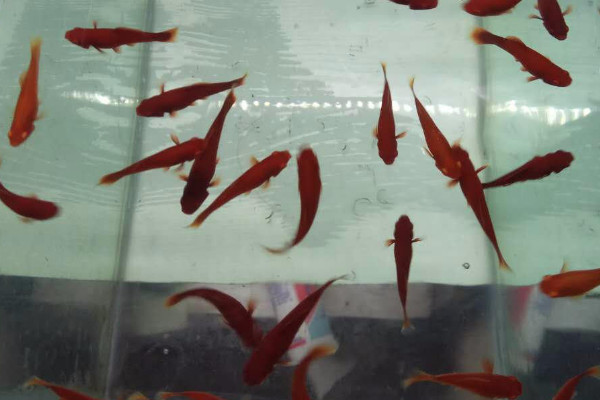 紅劍魚飼養(yǎng)技術(shù)方法