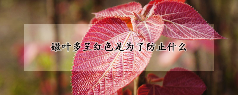 嫩葉多呈紅色是為了防止什么