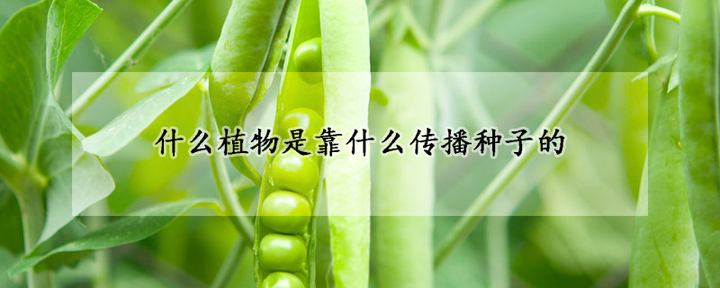 什么植物是靠什么傳播種子的