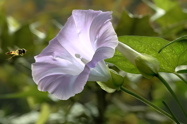 夕顏花與牽牛花的區(qū)別