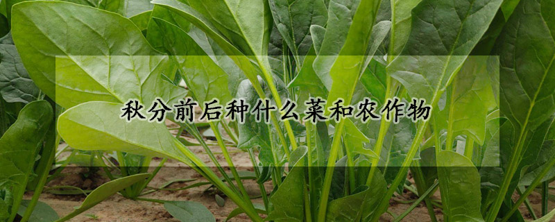 秋分前后種什么菜和農(nóng)作物