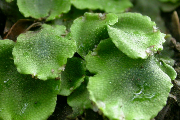 孢子植物和裸子植物的區別