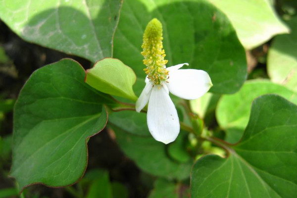 魚腥草怎么種植方法