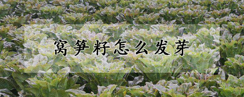 窩筍籽怎么發(fā)芽