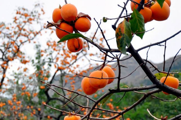 柿子籽怎么種才能發芽