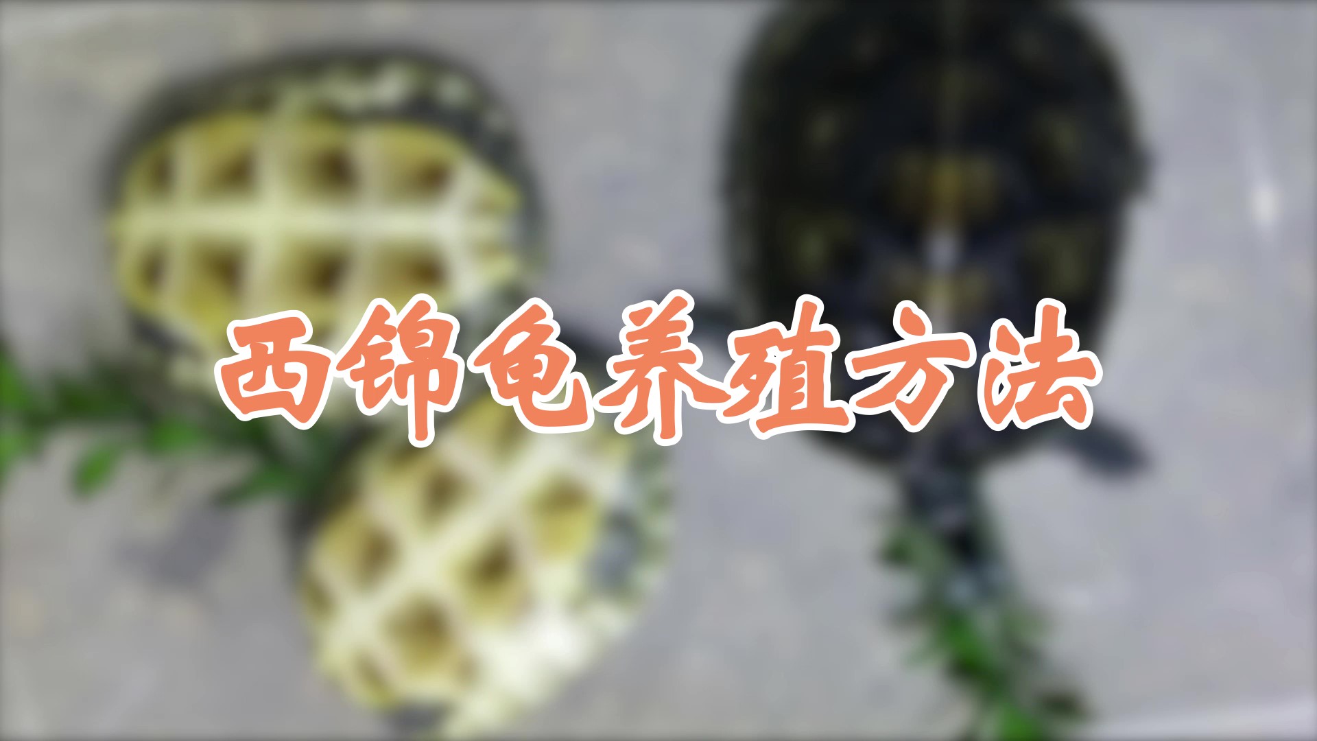 西錦龜養(yǎng)殖方法