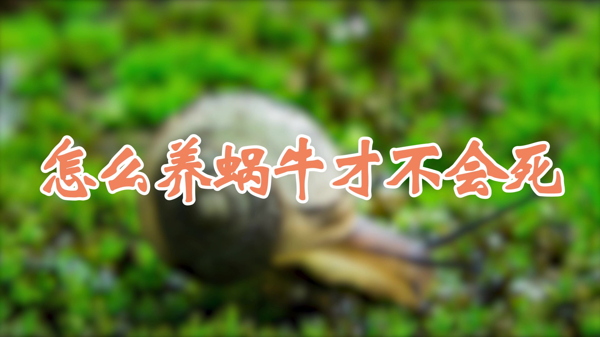 怎么養(yǎng)蝸牛才不會(huì)死