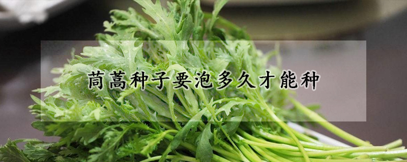 茼蒿種子要泡多久才能種