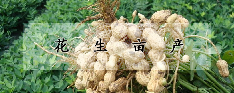 花生畝產(chǎn)