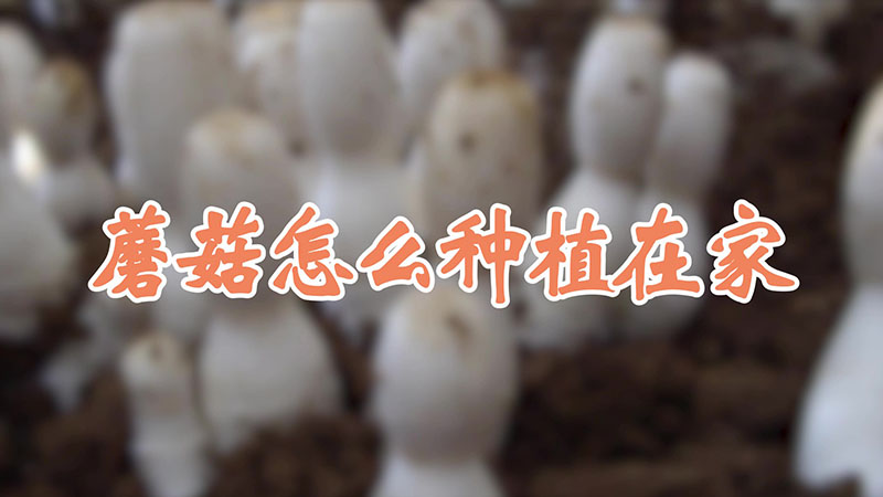 蘑菇怎么種植在家