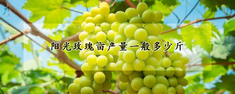 陽(yáng)光玫瑰畝產(chǎn)量一般多少斤