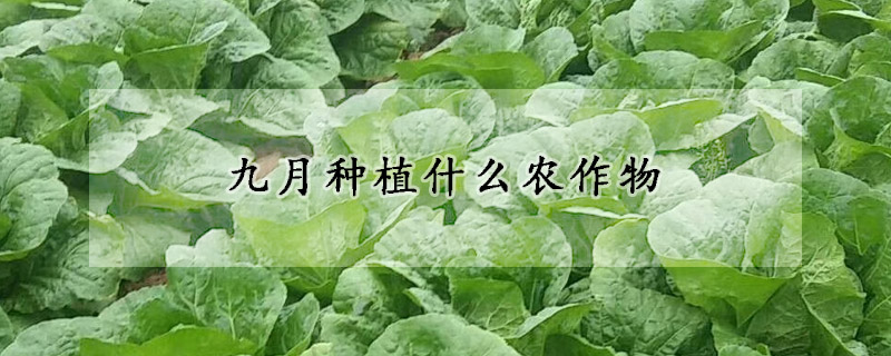 九月種植什么農作物