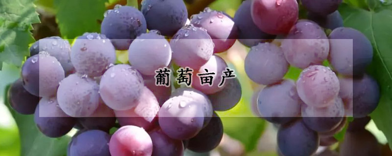 葡萄畝產(chǎn)