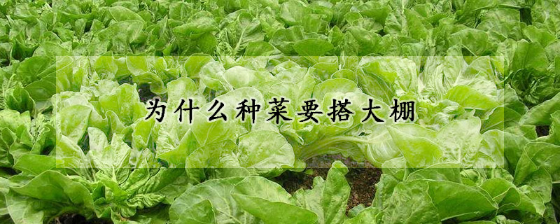 為什么種菜要搭大棚