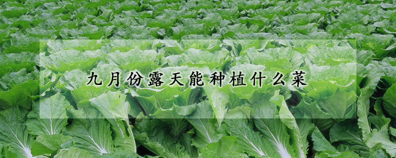 九月份露天能種植什么菜