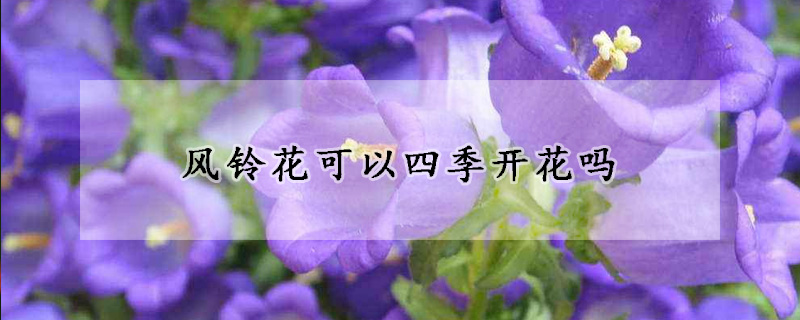 風鈴花可以四季開花嗎