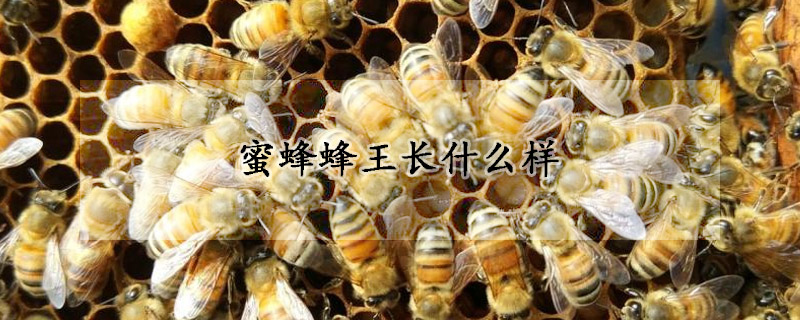 蜜蜂蜂王長什么樣