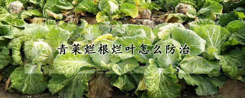 青菜爛根爛葉怎么防治