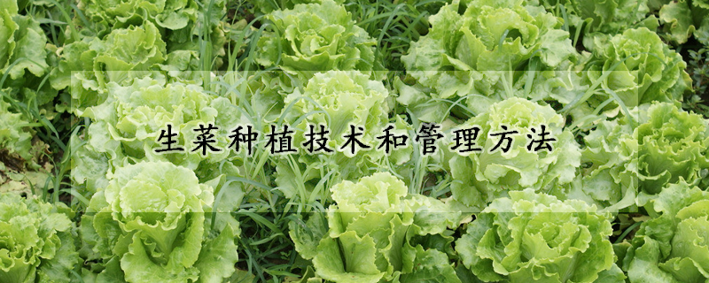 生菜種植技術和管理方法