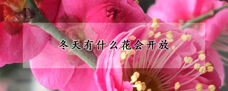 冬天有什么花會(huì)開(kāi)放