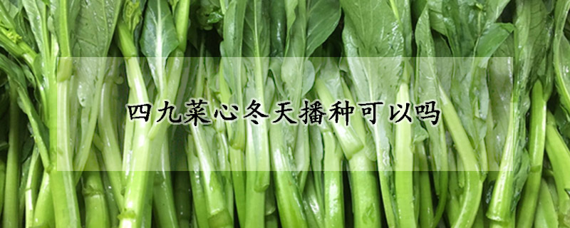 四九菜心冬天播種可以嗎