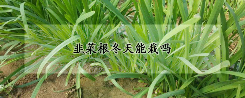 韭菜根冬天能栽嗎