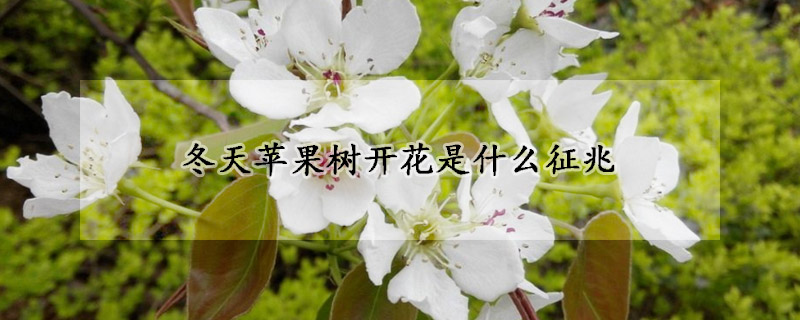 冬天蘋果樹開花是什么征兆