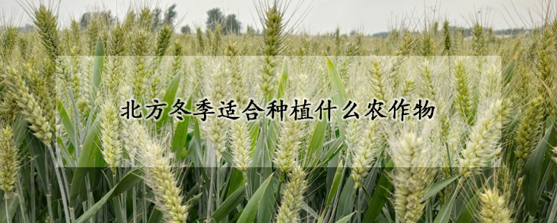 北方冬季適合種植什么農作物