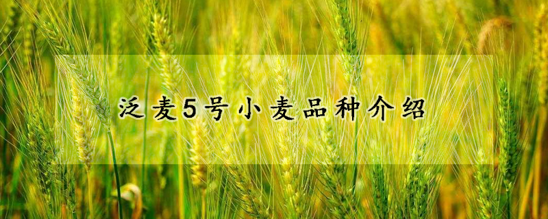 泛麥5號(hào)小麥品種介紹