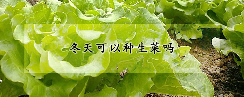 冬天可以種生菜嗎