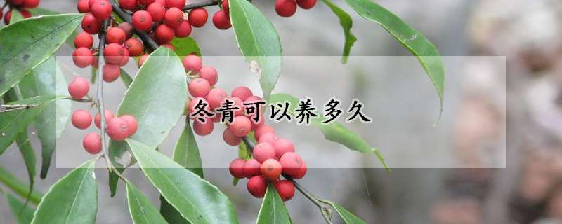 冬青可以養(yǎng)多久