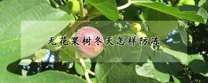 無花果樹冬天怎樣防凍