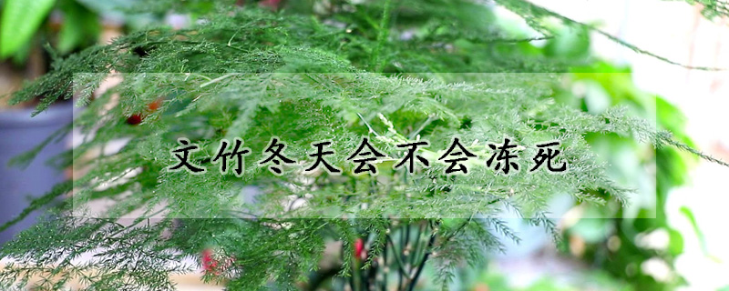 文竹冬天會(huì)不會(huì)凍死