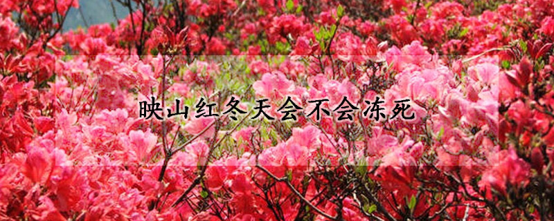 映山紅冬天會(huì)不會(huì)凍死