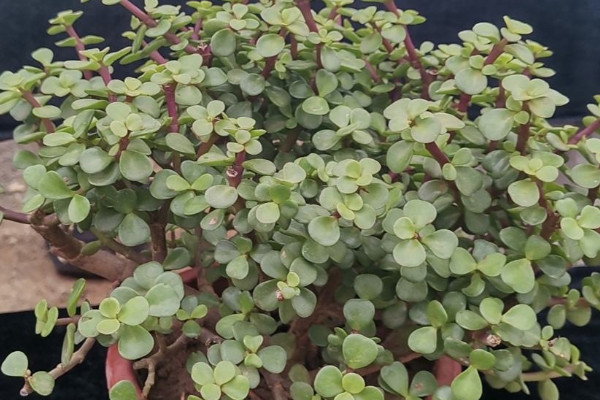 室內養什么花最好 室內養什么植物最好