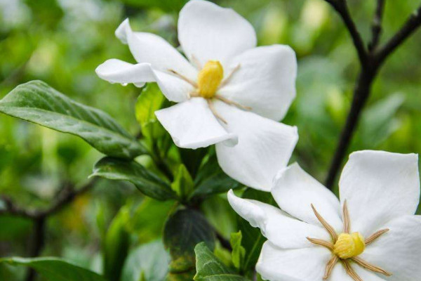 室內養什么花最好 室內養什么植物最好